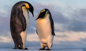 They are perfectly adapted to survive in one of the most extreme and remote places on earth. Half The World S Emperor Penguins Could Die Out In 80 Years If The Antarctic Keeps Melting Daily Mail Online