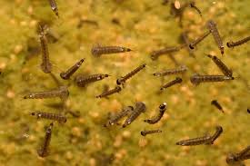 Does peppermint oil repel mosquitoes? Discouraging Mosquitoes While Still Providing Habitat For Other Wildlife Habitat Network