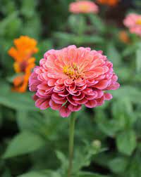 If we can establish an open, free and. Coral Flowers The Trending Color Your Garden Needs Now Longfield Gardens