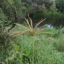 Image result for Chloris pilosa