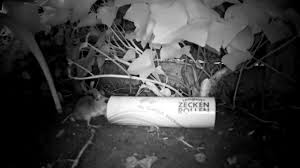 Igel sollten mit entsprechenden zeckenmitteln aus der apotheke behandelt werden. Das Nr 1 Mittel Gegen Zecken Im Garten Zeckenrollen