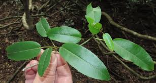 Image result for Ficus tremula