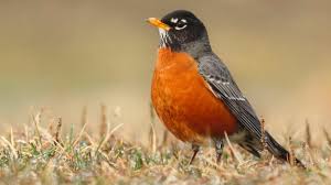 Can eBird Help Choose Better State Birds? Part 2: Robins, Chickadees,  Goldfinches, and Bluebirds | All About Birds