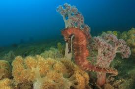 The female and male pair bond for life. For Seahorses Males Get Pregnant And Give Birth