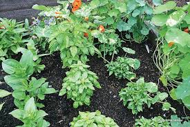 Take care when transplanting seedlings or transitioning an indoor basil to the outdoors by. How To Avoid Basil Downy Mildew Garden Gate