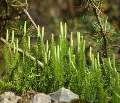Image result for Lycopodium