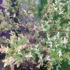 Every other spring or so i cut mine to a bare stump. Salix Integra Hakuro Nishiki Syn Salix Integra Nishiki Flamingo Dappled Willow Hakuro Nishiki In Gardentags Plant Encyclopedia