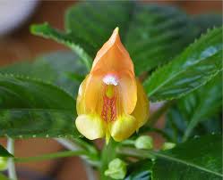 Image result for Impatiens oreocallis
