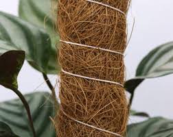 Image result for Telfairia pedata