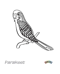 Download parakeet coloring pages and use any clip art,coloring,png graphics in your website, document or presentation. Parakeet 1