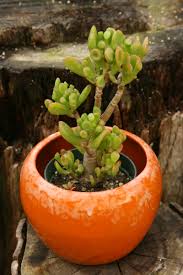 Image result for Crassula zombensis