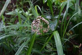 Image result for Hypolytrum