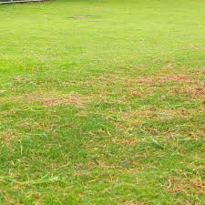 Lawn Disease Red Thread Cardinal Lawns