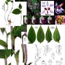 Image result for Nervilia crociformis