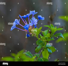 Image result for Nidorella auriculata