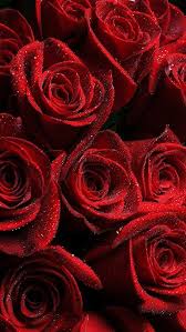 Beautiful red rose wallpapers iphone 5 hd | very cranberry. 45 Beautiful Roses Wallpaper Backgrounds For Iphone