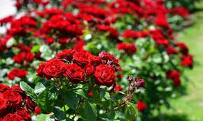 What flower has the most varieties. Red Roses The 15 Most Romantic Varieties