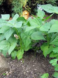Pole beans can grow up to 20 feet tall and send runners sideways that are a foot or two long. Summer Crops How To Grow Beans
