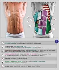 Alright, the one a few have been waiting for. Male Abdominals From Anatomy For Sculptors Anatomy For Artists Anatomy Body Anatomy