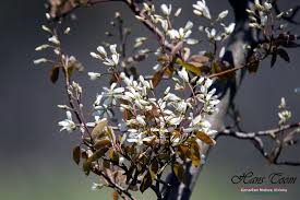 Flowering trees in nova scotia. Canadian Nature Visions Compendium Of Spring Wildflowers Of Nova Scotia