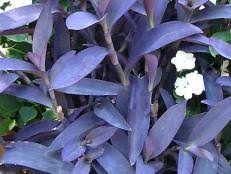 The resolution of png image is 588x600 and classified to heart doodle ,vine logo ,heart filter. Bugleweed A Perennial Groundcover That Loves The Shade Hgtv