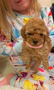 Hunters designed the stylish poodle clip so that their dogs could move more. Red Toy Poodle Puppies 1 Girl Available Ashford Kent Pets4homes