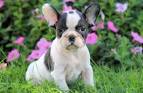 Ruff Around The Edges