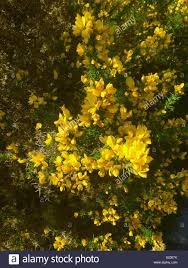 Peonies bloom in late spring. Bush Yellow Flowers Idioticfashion