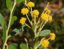 It's easily identified by the flowers which range in color from white to dark purple. Plants A To Z California Invasive Plant Council