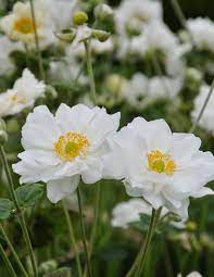 Three Dogs In A Garden The Case For And Against Japanese Anemones Japanese Anemone Anemone Shade Garden Plants