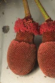 Image result for Parkia