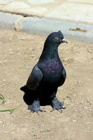 How Adli Kullanicinin Guvercin Pidgeon Panosundaki Pin Guzel Kuslar Balik Kus