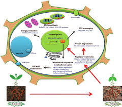 Check spelling or type a new query. Effects Of Drought Stress On Plant Proteome Within The Plant Cell The Download Scientific Diagram