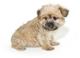 Tiny teacup morkie puppies, toy morkie puppies, tiny. Morkie Puppies For Sale In Florida From Vetted Breeders