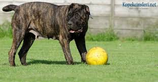 Presa Canario Nasil Bir Kopek Ozellikleri Ve Bakimi