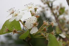 In spring, the pear tree's flowers blossom. Callery Chanticleer Pears Chanticleer Pear Tree Issues And Care Info