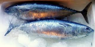 Nunca antes había cocinado este pescado fresco. La Melva Saludable Pescado Azul