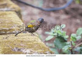 Image result for Erythrocephalum