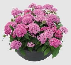 Image result for Pentas schumanniana