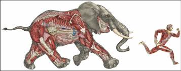 Image result for elephant anatomy