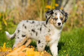 Deposit goes to towards total amount of the puppies. Mini Australian Shepherd What To Know Before Buying All Things Dogs All Things Dogs