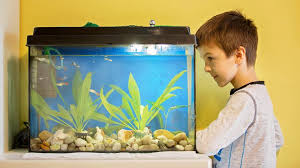 Solved with using natures power. How To Clear Up Cloudy Fish Tank Water With 5 Easy Methods Aquarium Co Op