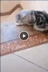 Descending The Stairs Wrong And Correct Scared Cat Gif Cute Kitten Gif Funny Cat Videos