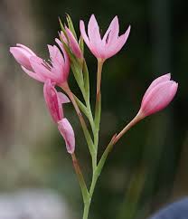 Image result for Hesperantha