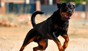 Il tragico episodio è avvenuto a satriano nel catanzarese e la vittima è la ventenne simona cavallaro, aggredita e sbranata dai cani durante un sopralluogo in una area pic. Nettuno Ragazza Sbranata Dai 4 Cani Del Padre E Grave