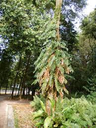 Image result for Stenochlaena