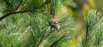 Maybe you would like to learn more about one of these? Be A Georgia Tree Know It All Eastern White Pine