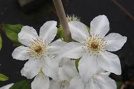 Lubera Clematis Waldrebe Vilhelmina Pflanze Im 2 L Topf 60 100 Cm Pflanzen Waldreben Blumen Stauden