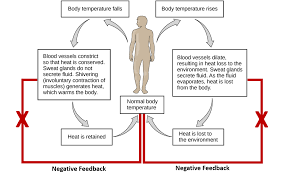 Ch103 Chapter 8 Homeostasis And Cellular Function Chemistry