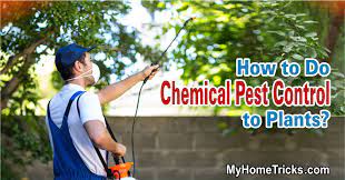 Why do i need pest control services? How To Do Chemical Pest Control To Plants My Home Tips